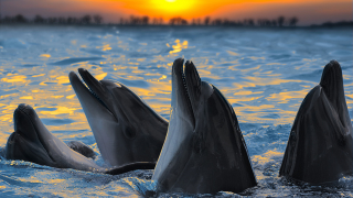 Illustration for article titled No, dolphins are not your 'therapists.' So just stop it.